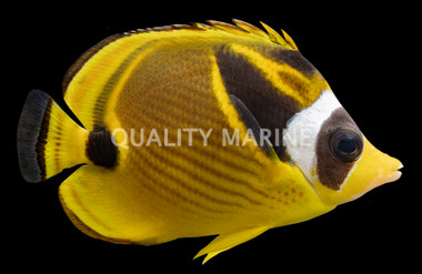 Raccoon Butterflyfish
