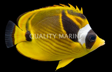 Raccoon Butterflyfish