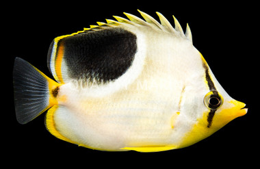 Saddle Butterflyfish