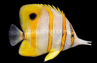 Copperband Butterflyfish 