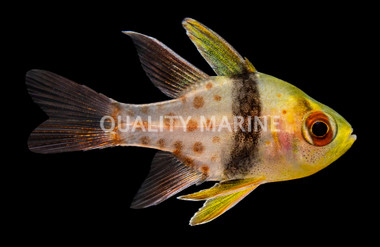 Pajama Cardinalfish