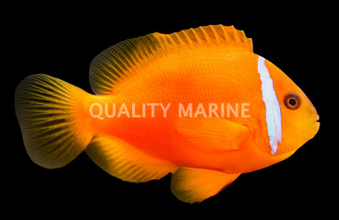 Barberi Clownfish