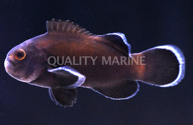 Midnight Ocellaris Clownfish :: 14087