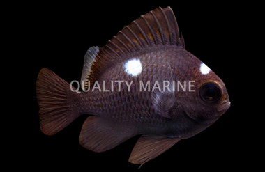 3 Spot Domino Damselfish