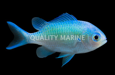 Blue Green Reef Chromis