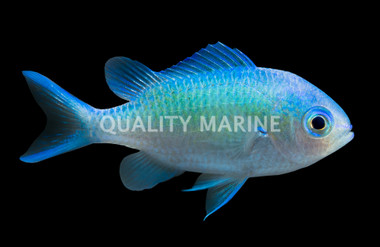 Blue Green Reef Chromis