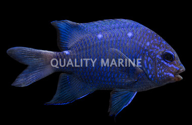 Giant Damselfish