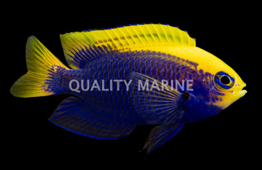 Starcki Damselfish