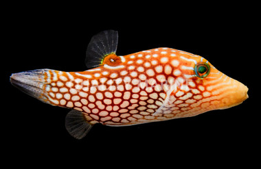 Spotted Sharpnose Pufferfish