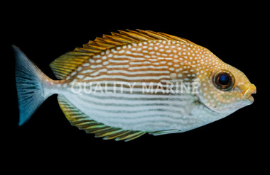 Streaked Rabbitfish