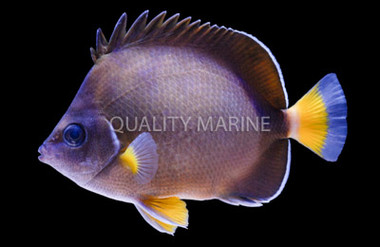 Oriental Butterflyfish :: 13133