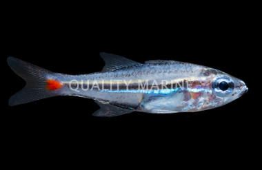 Red Spot Cardinalfish