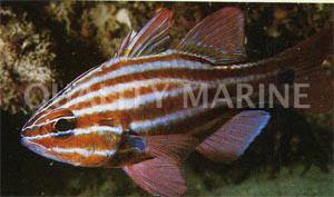 Western Striped Cardinalfish :: 13513