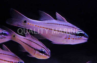 Seale's Cardinalfish :: 13534