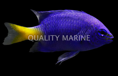 Yellowtail Damselfish
