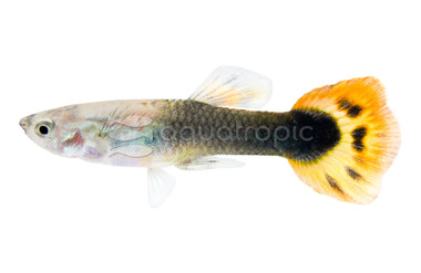 Halfmoon Dragon Guppy, Male  :: 25724