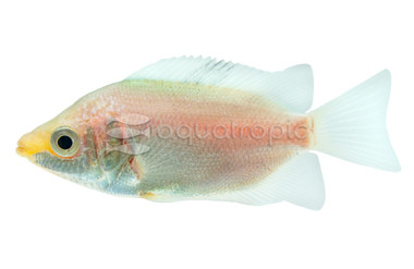 Kissing Pink Gourami :: 37426