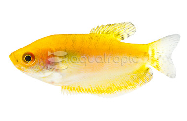 Gold Gourami :: 44401