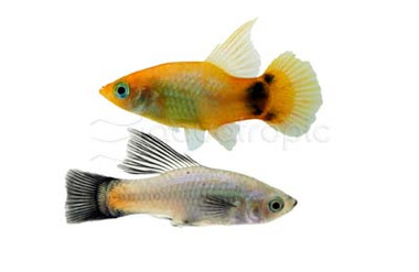 Mixed Hifin Platy :: 45746