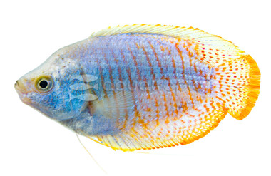 Dwarf Neon Blue Gourami, Male :: 48867