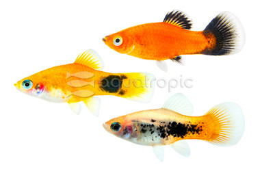 Mixed Platy :: 53171