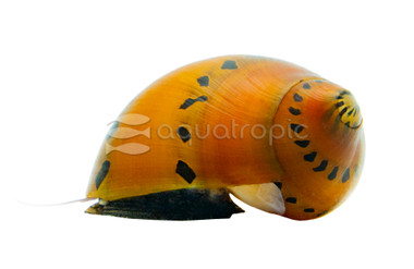 Tiger Nerite Snail :: 64279