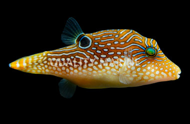 Blue Spotted Pufferfish