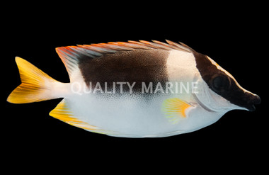 Magnificent Rabbitfish
