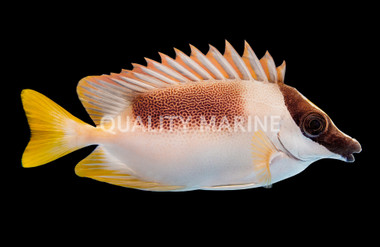 Magnificent Rabbitfish