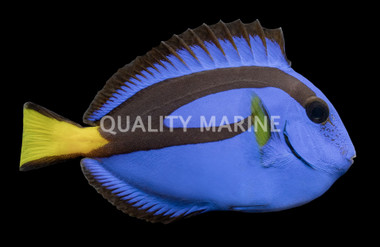 Blue Tang