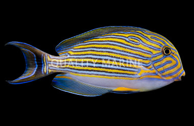 Clown Tang