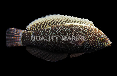 Black Leopard Wrasse