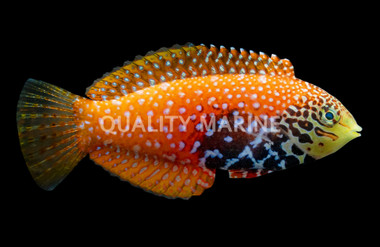 Blue Star Leopard Wrasse, Female