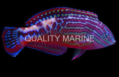 Blue Star Leopard Wrasse, Male