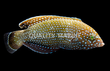 Blue Spotted Tamarin Wrasse