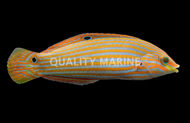 Melanurus Wrasse, Male