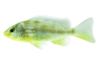 Giraffe Venustus Malawi Cichlid :: 10819