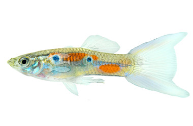 Blue Lyretail Guppy, Male :: 78908