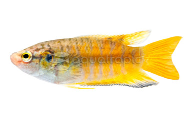 Blue Paradise Gourami :: 82045
