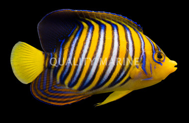 Orange Regal Angelfish 