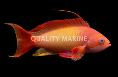 Lyretail Anthias, Male