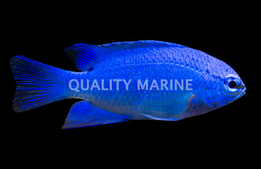 Blue Devil Damselfish, Female