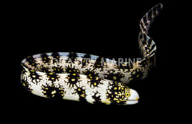 Snowflake Moray Eel