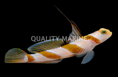 Hi Fin Red Banded Goby