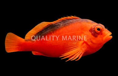 Flame Hawkfish