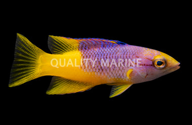 Spanish Hogfish