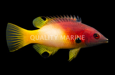 Axil Spot Hogfish