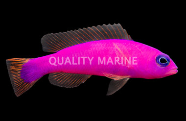 Magenta Dottyback
