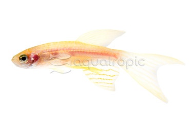 Gold Longfin :: 58718