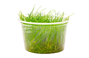 Eleocharis acicularis 'Mini' Cup AT :: 80506